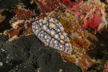 Sea slug in the Sea of the Philippines
