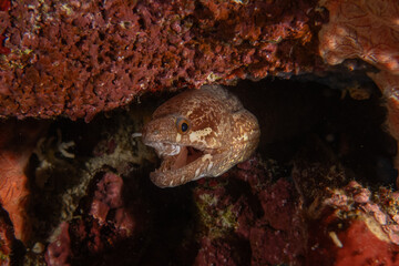 Fish swim in the Sea of the Philippines
