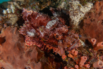 Fish swim in the Sea of the Philippines
