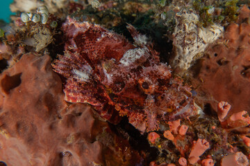 Fish swim in the Sea of the Philippines
