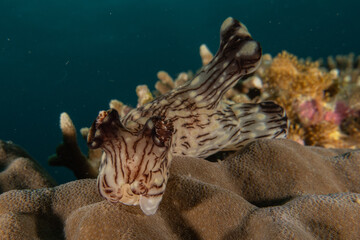 Sea slug in the Sea of the Philippines
