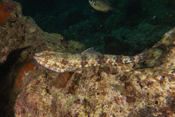 Fish swim in the Sea of the Philippines
