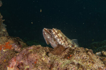 Fish swim in the Sea of the Philippines
