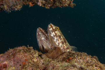 Fish swim in the Sea of the Philippines
