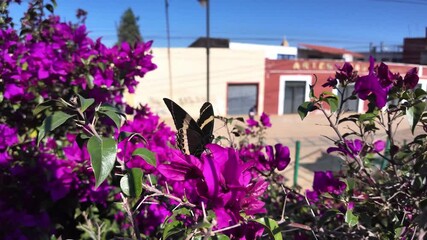 Colorful Butterfly on Vibrant Bougainvillea Flowers in Mexico - Powered by Adobe