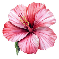 A watercolor of a hibiscus flower, isolated on a white background. Hibiscus flower vector.

