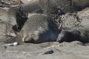 Sand-flipping northern elephant seals