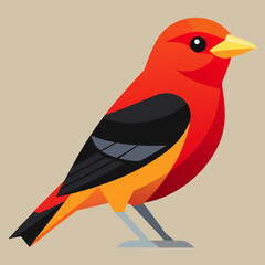 scarlet tanager vector illustration