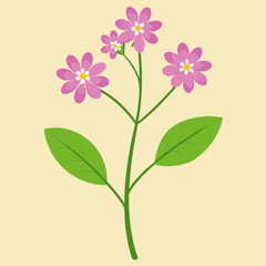 illustration of a verbena