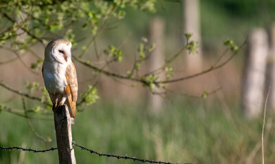 Barn Owl