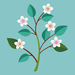 waxflower