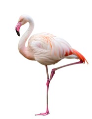 Naklejka premium Pink flamingo balancing on single leg, displaying sleek plumage against pristine white backdrop, highlighting natural elegance