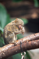 Pygmy Monkey Marmoset Cebuella Pygmaea