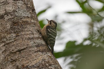 Woodpecker on Tree Trunk