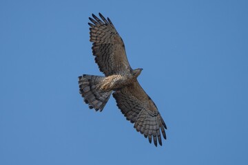 Majestic hawk soaring in blue sky