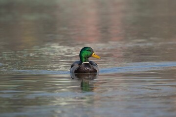 Mallard duck gliding on a calm lake.