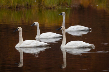 Obraz premium Trumpeter Swans (Cygnus buccinator) on a tundra pond in Alaska in the fall. 