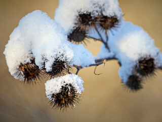 Plant covered in snow