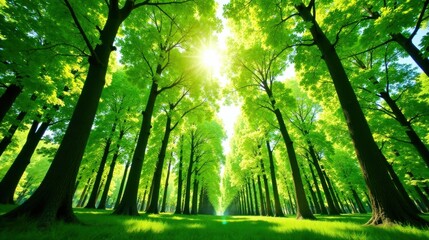 Naklejka premium Sunlit Canopy Path A Vibrant Springtime Woodland Scene Featuring Tall Trees and Lush Green Grass