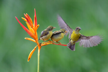 Olive sunbird bring food to their chicks
