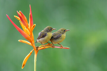 Olive sunbird bring food to their chicks