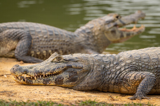 A pair of Yacare Caiman (Caiman yacare) in the Pantanal of Mato Grosso, Brazil. 