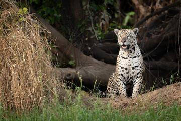 A Jaguar (Panthera onca) in the Pantanal of Mato Grosso, Brazil. 