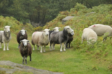 Obraz premium A flock of sheep blocking a footpath