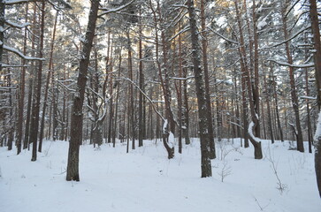 winter forest in the snow