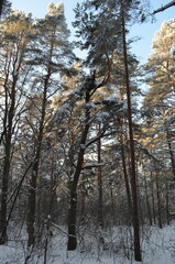 Fototapeta premium forest in winter