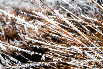 Hoar Frost
