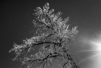Hoar Frost