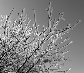 Hoar Frost
