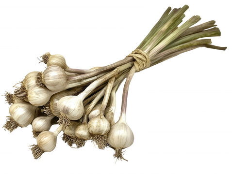 Freshly harvested bunch of garlic bulbs with stalks tied together isolated transparent background