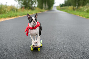 A cool happy guy, a Boston Terrier dog in black glasses and a scarf rides a skateboard down the mountain in the summer. 