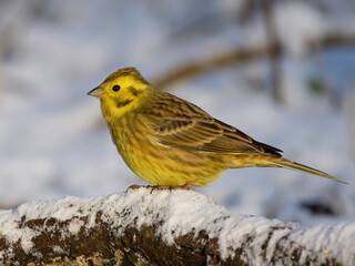 Yellowhammer (Emberiza citrinella)