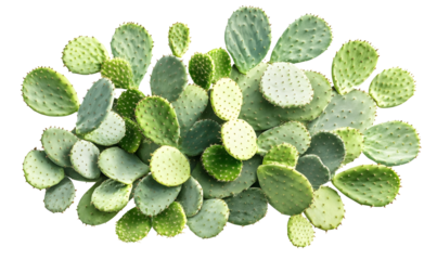 Prickly pear cactus cluster, studio shot, green, botanical, design element