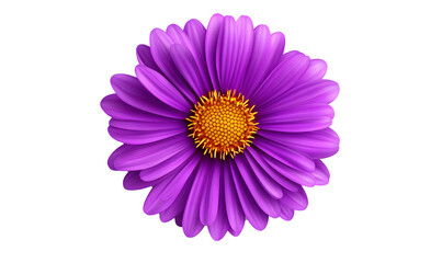 Fototapeta premium Purple daisy bloom, isolated, black background, floral design
