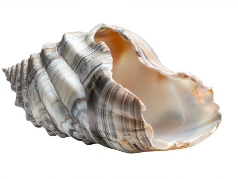 Stunning seashell close up striped spiral ocean shell transparent background