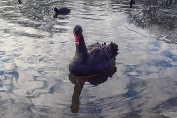 A black swan in a lake