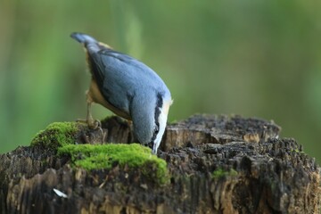 A beautiful eurasian nuthatch sits on a tree stump and looking for food. Sitta europaea . Portrait of a nuthatch
