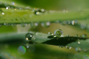 water drops of dew on stem of green grass on green background with bokeh. Artistic image of beauty and purity of environment