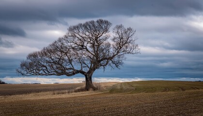 Fototapeta premium Lonely firefly tree stands strong against fierce winds on a barren field under an overcast sky