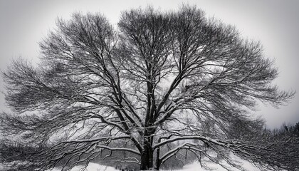 Winter landscape showcasing a snow-covered tree with intricate branches standing tall against a gray sky