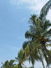 Fototapeta premium Outdoor tropical palm coconut trees grown high on a tropical beach paradise. Tropical palm trees taken under a bright sunny blue sky. Summer season and vacation holiday vibes.