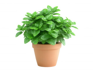 Lush Green Basil Plant in Terracotta Pot Culinary Herb Home Gardening