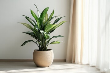 Fototapeta premium Dracaena Plant In A Beige Pot Near A Window