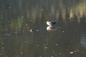 lonely teal duck, sleeping teal duck, teal alone on the lake, lonely water bird, a bird on the lake on a small elevation, bird reflection in the water, Anas crecca