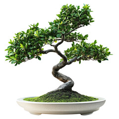 Beautiful Bonsai plant transparent 