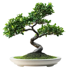  Beautiful Bonsai plant transparent  © AlamAra